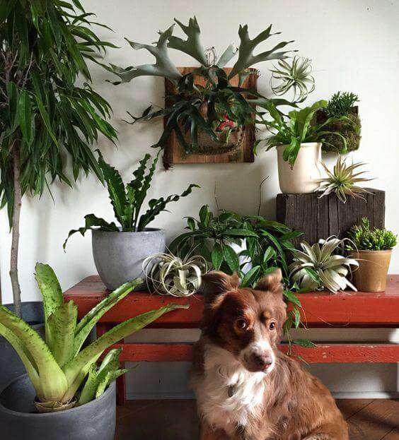 Pet-Friendly Stylish Houseplants | Kismet Decals
