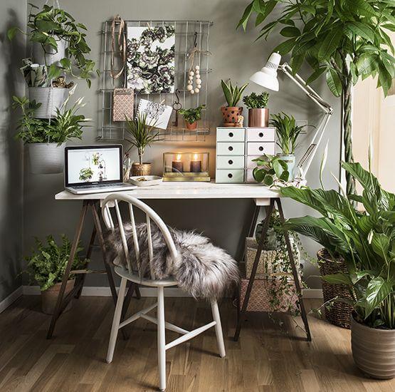 10 Houseplants That Will Improve Any Room Interior | Kismet Decals