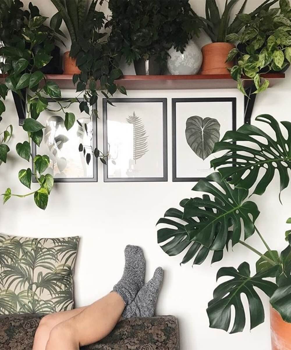 Your Indoor Guide to Plants That Love Shade | Kismet Decals